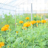 【ご注文受付終了】花農家のこだわり便