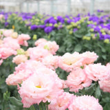 【ご注文受付終了】花農家のこだわり便