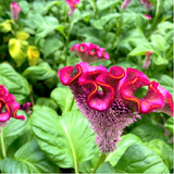 【ご注文受付終了】花農家のこだわり便