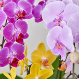 【ご注文受付終了】*Kiwami