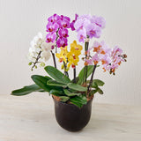 【ご注文受付終了】*Kiwami