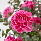 【ご注文受付終了】*Kiwami