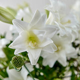 【ご注文受付終了】*Kiwami